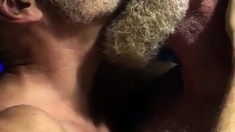 Hairy bears passionate kissing